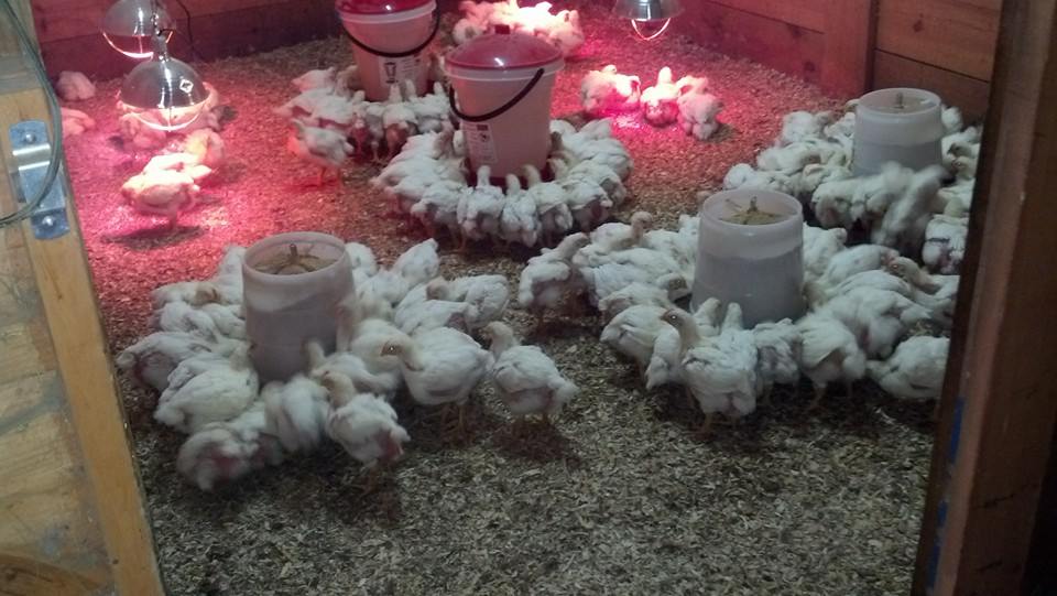 Cedar Farms