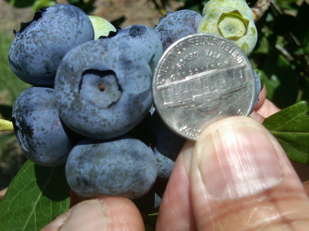 Chautauqua Hills Farm