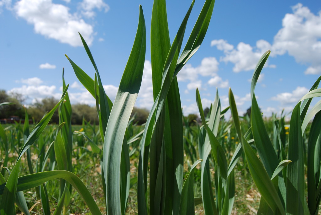 Cherry Bomb Organic Garlic