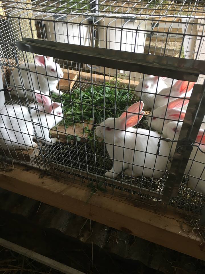 Chesapeake Green Farms