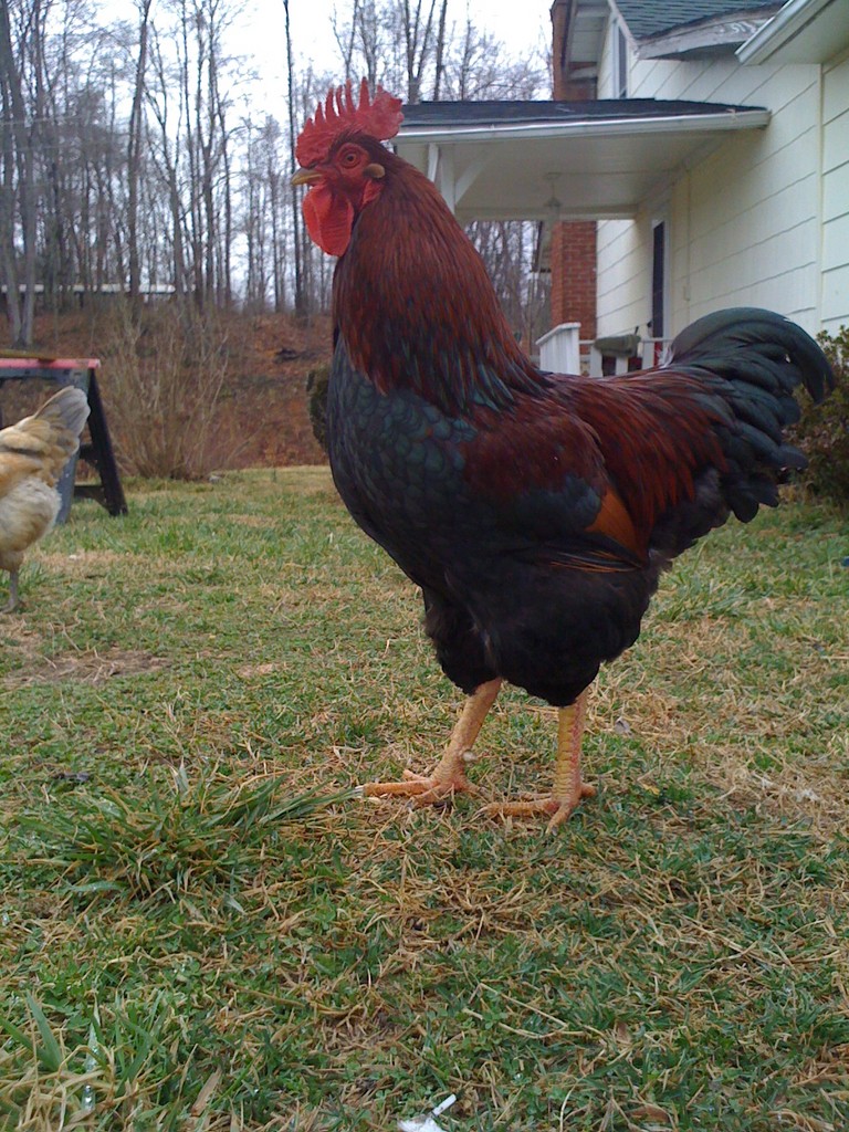 Chestnut Ridge Farm