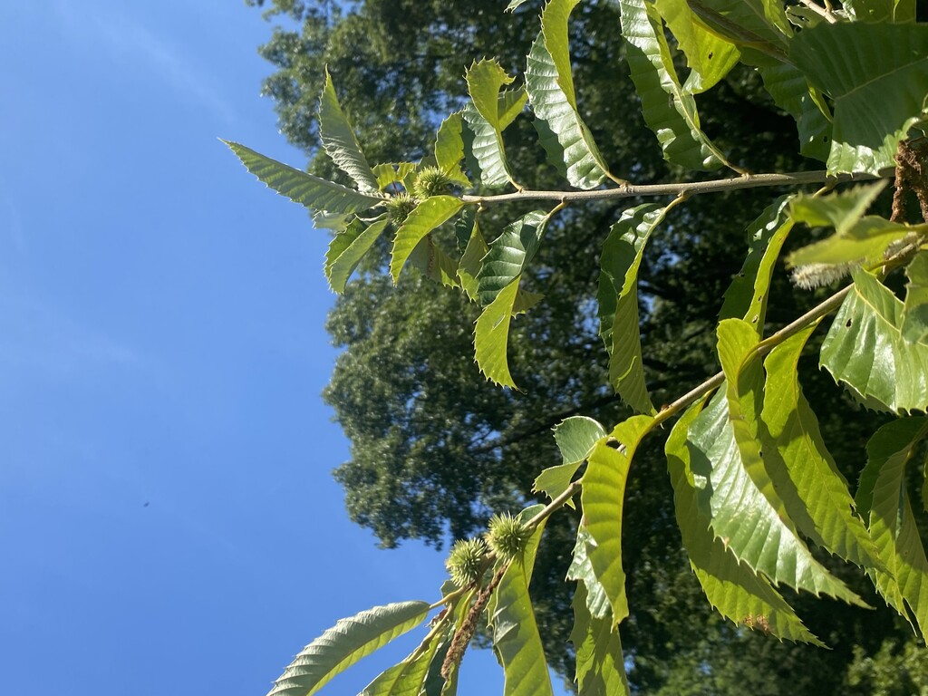 Chestnuts In The Ozarks