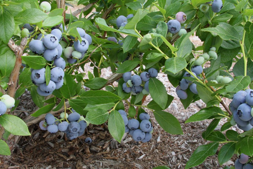 Chet's Blueberry Farm, LLC