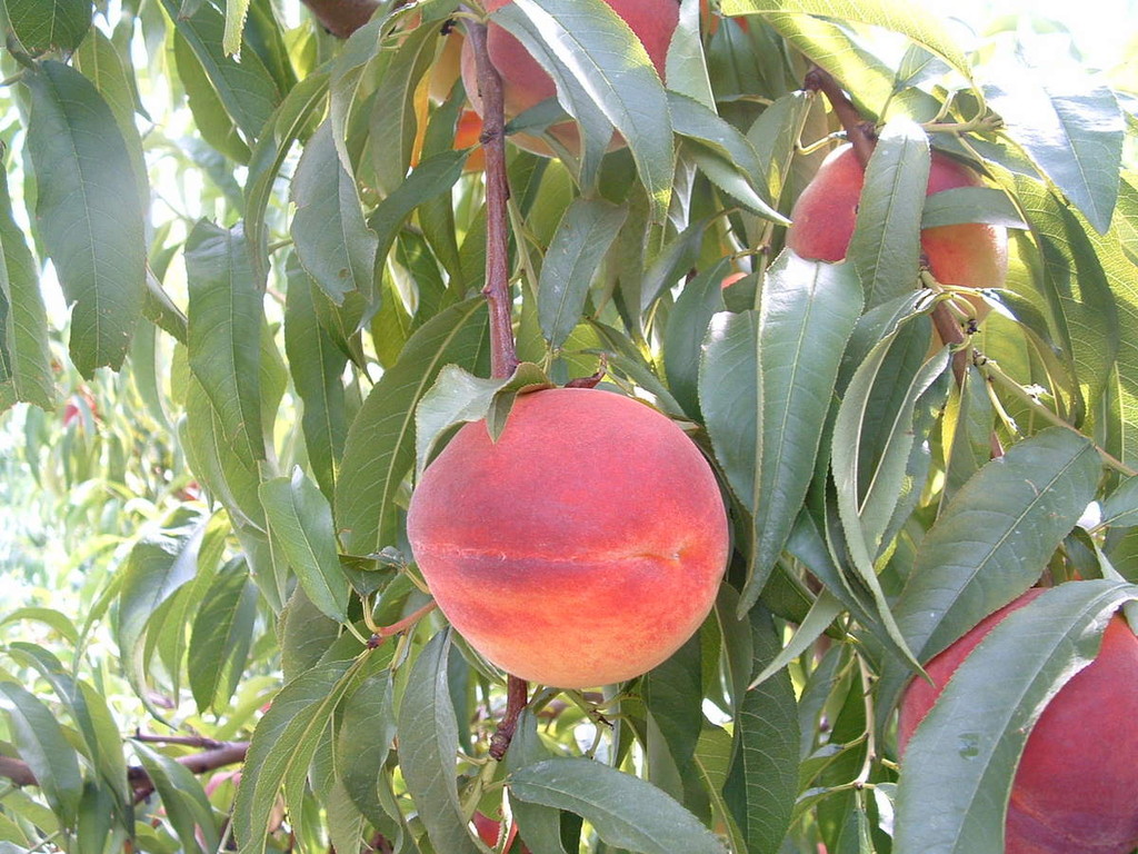 Chiles Peach Orchard and Farm Market