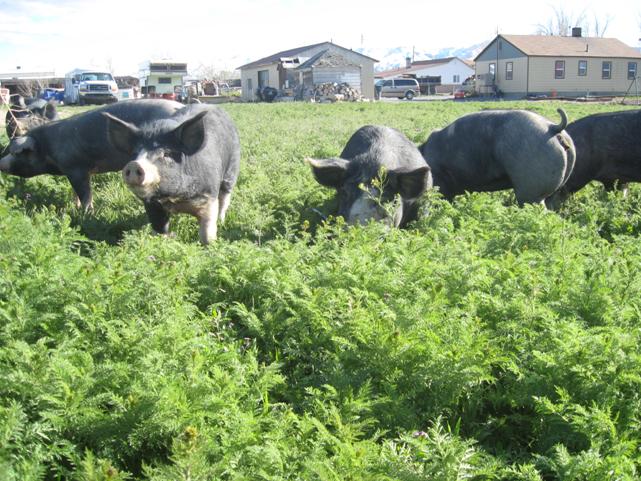 Christiansen's Family Farm