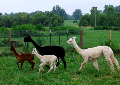 Circle B Alpacas Ultimate Fibers