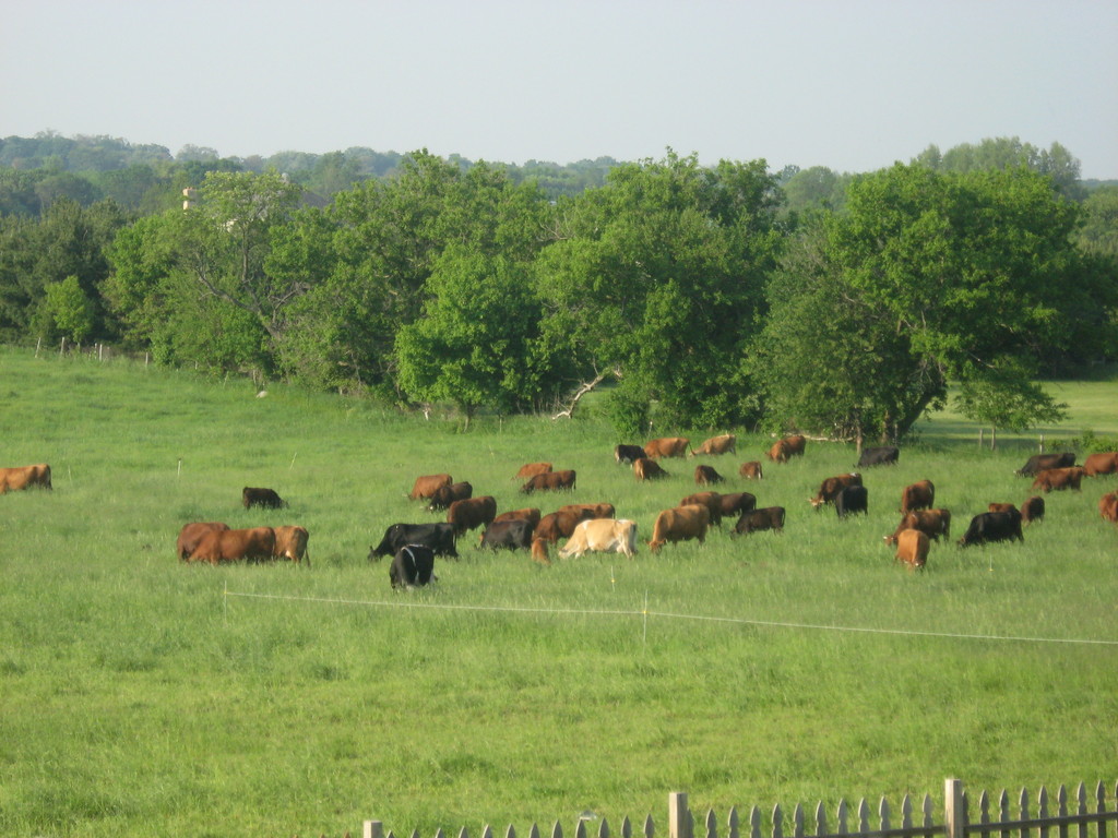 Circle G Grass Fed Beef