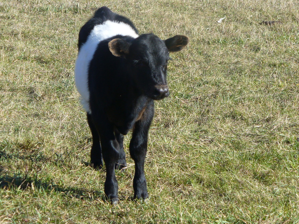 Clearwater Farms, LLC