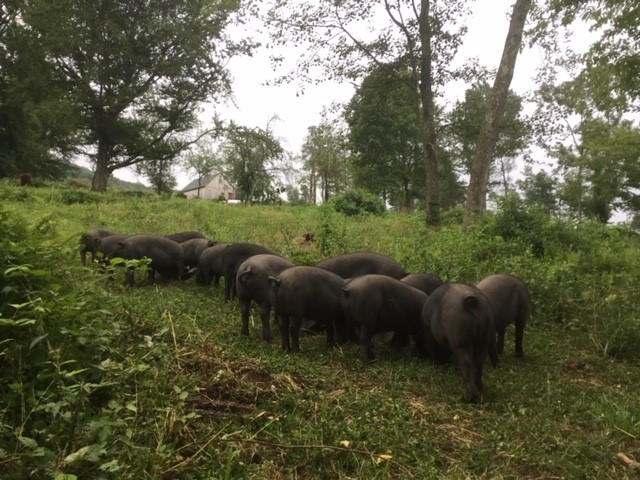 Cloonybreen Farm