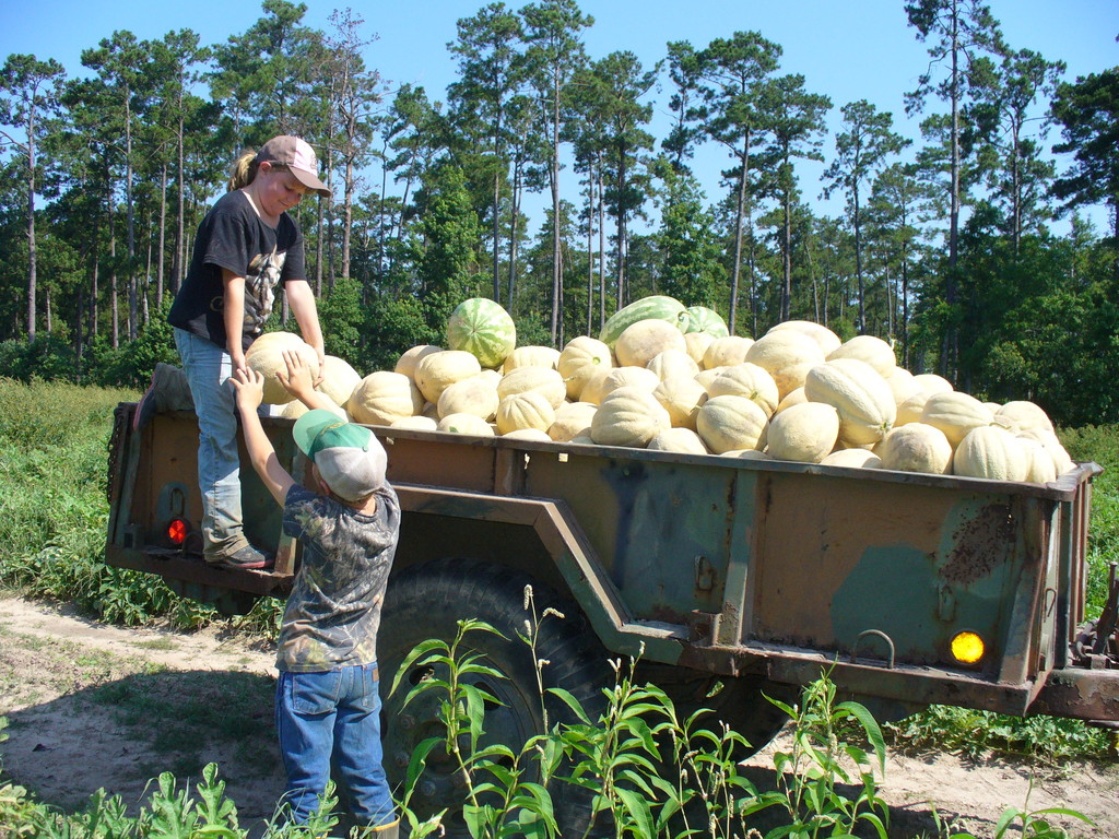 CM Farms LLC