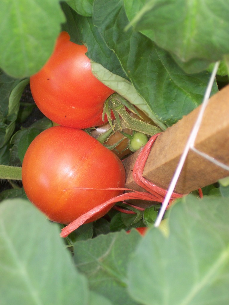 Cobblestone Creek Farm