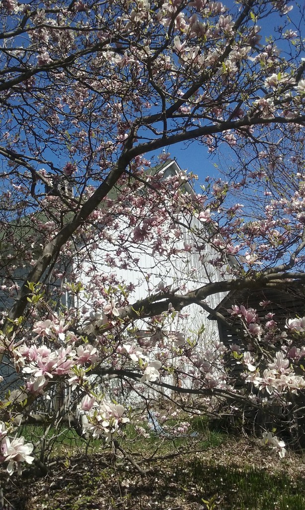 CoGro Co-op in Sauk Village, IL