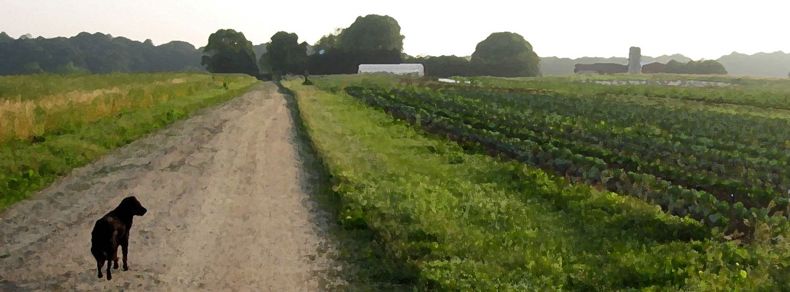 Colchester Farm CSA