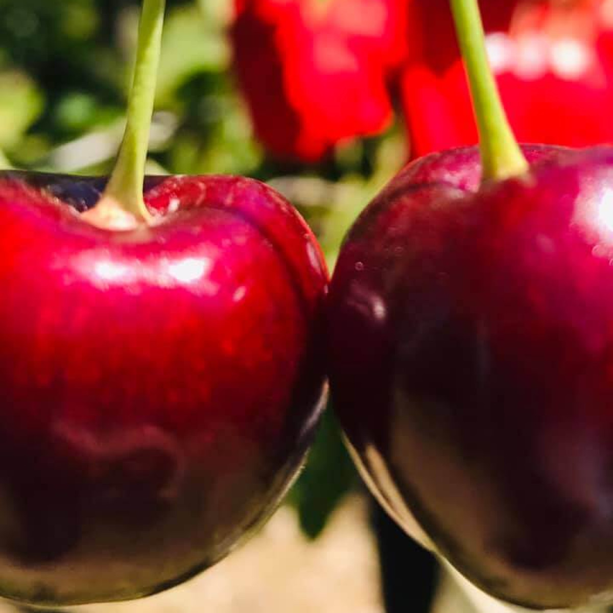 Columbia View Orchards