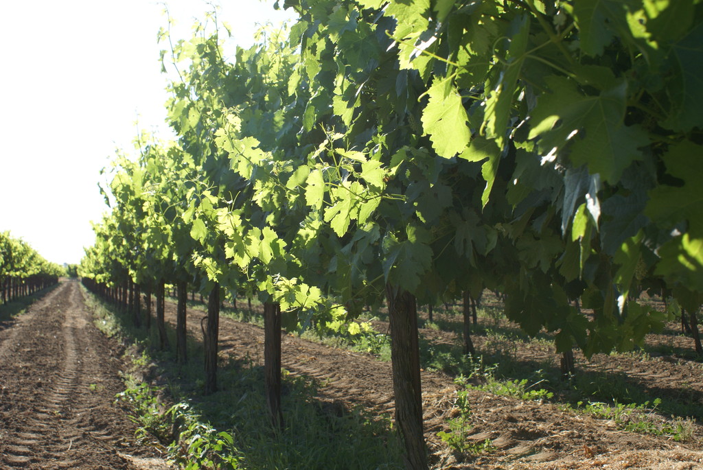 Consumnes River Farm