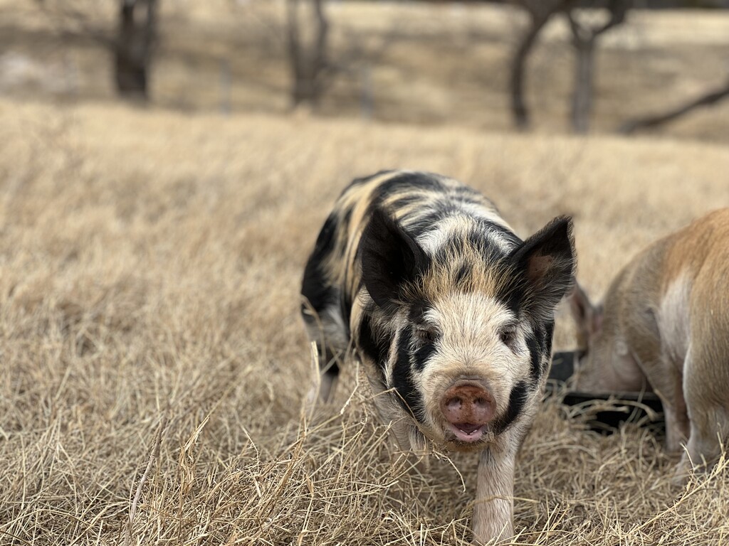 Cottonwood Springs Ranch