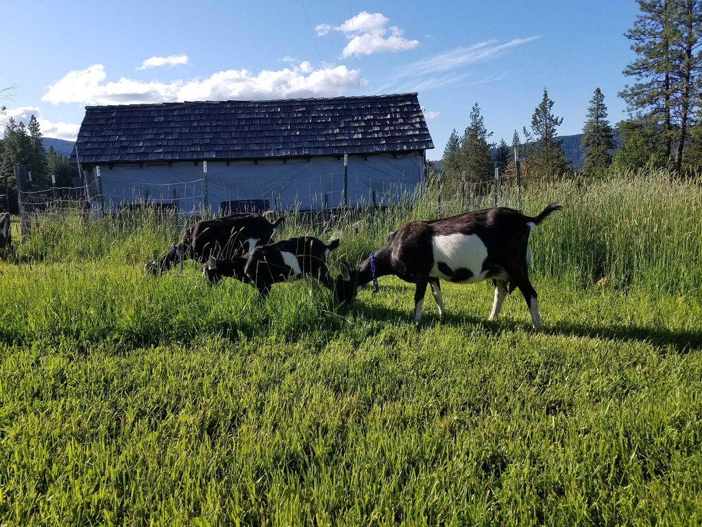 Crack O' Dawn Farm LLC