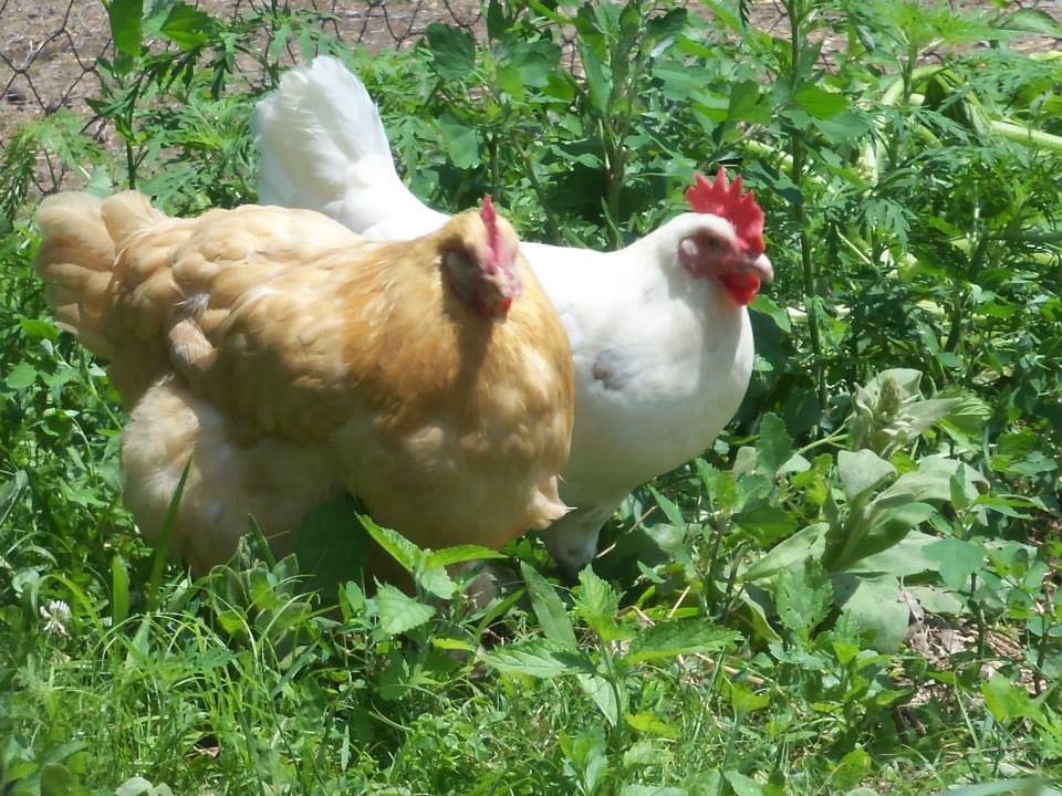 Crane's Chicken Ranch