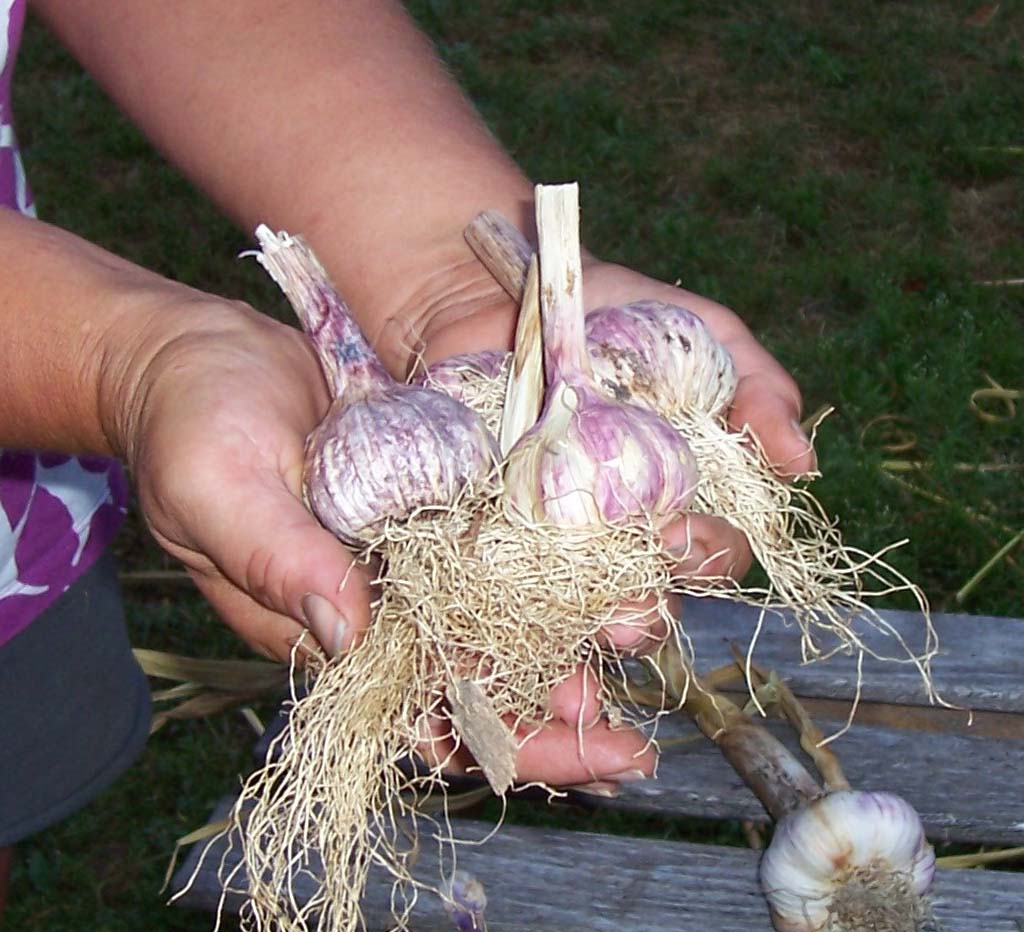 Crazy Horse Garlic Farm
