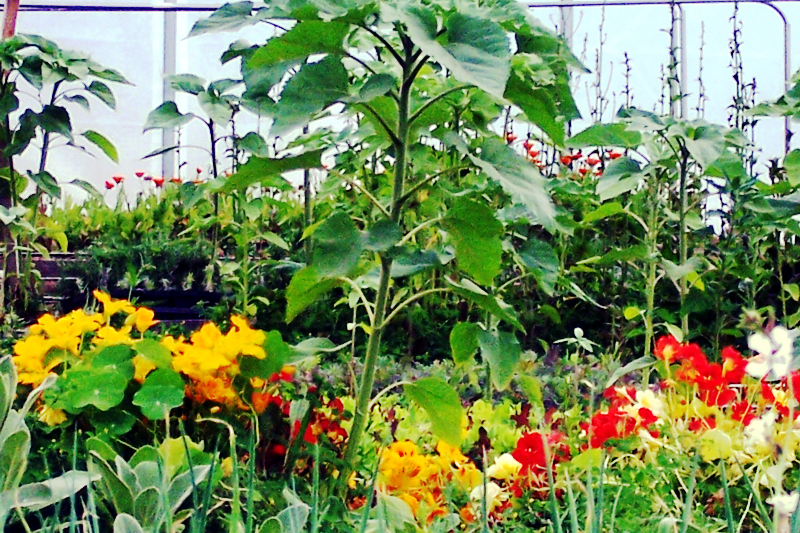 Creation Farm