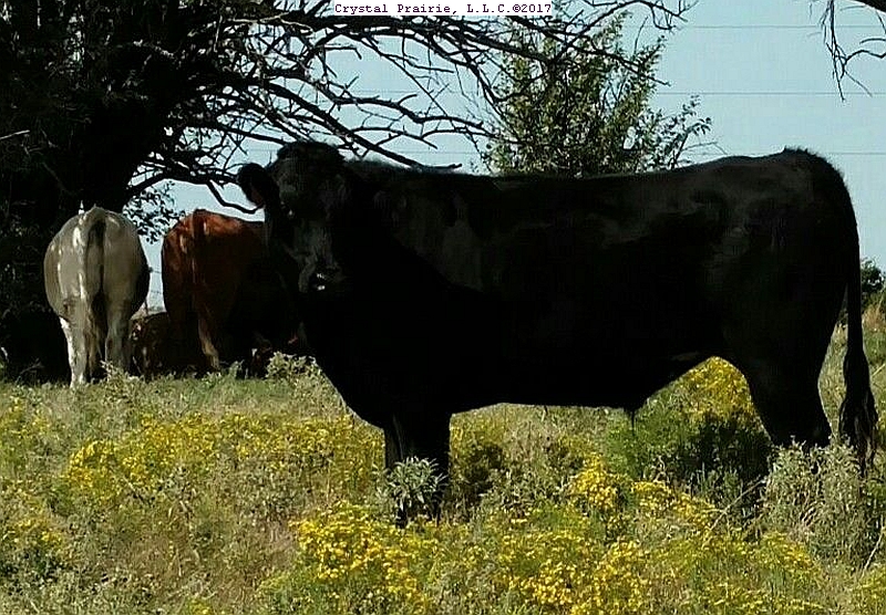 Crystal Prairie, L.L.C.