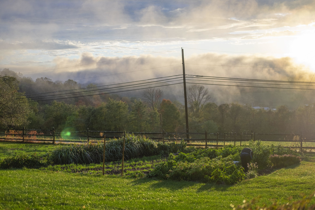 Dandelion & Rust Farm