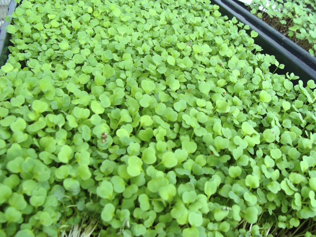 Danielle's Microgreens, LLC.