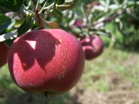 David Doud's Countyline Orchard