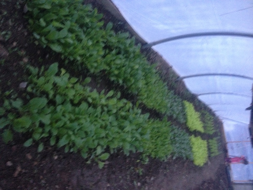 Denney Farms