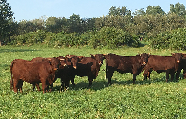 Devon Point Farm - Grass Fed Beef - Heritage Pork