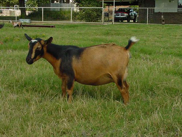 Dill's & Dorsey-Lane Dairy Goats