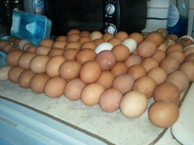 Double Shamrock Farm