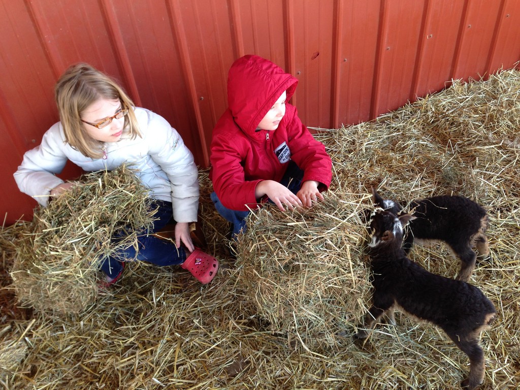 Dover Dragonwool Shetland Sheep