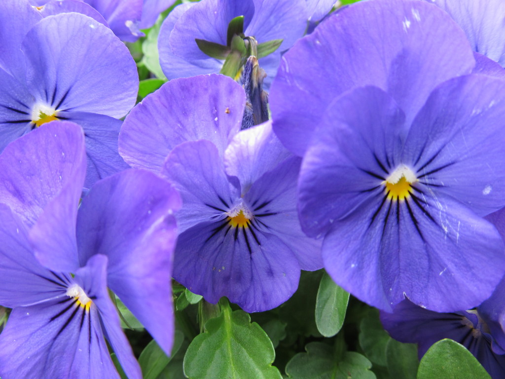 Easy Acres Co-Op Farms