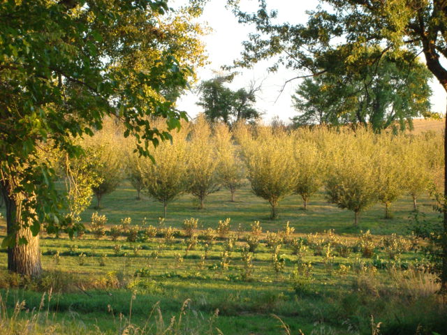 Eden Valley Apple Orchard & Farm
