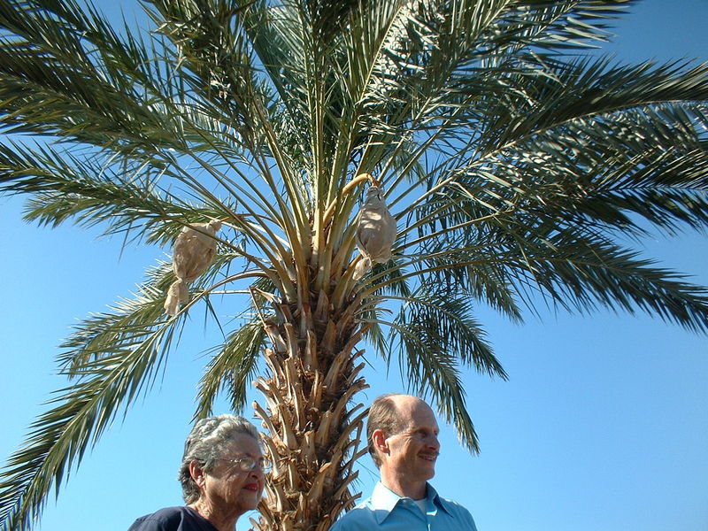 Ellett Medjool Dates