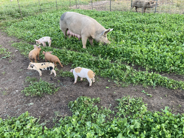 Emma Rose Angel Farm