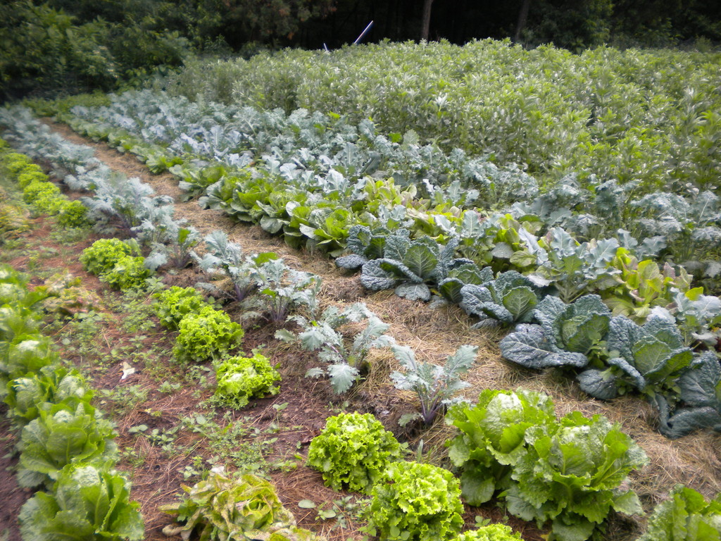 EvansKnob Farm