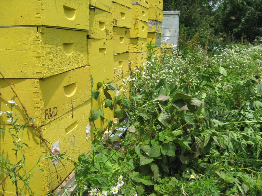 F & D Apiaries