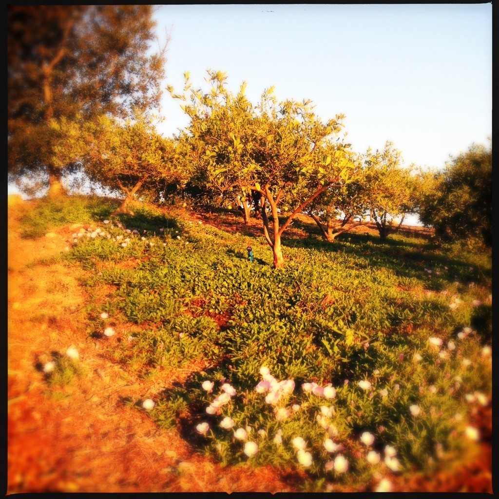 Fairview Orchards