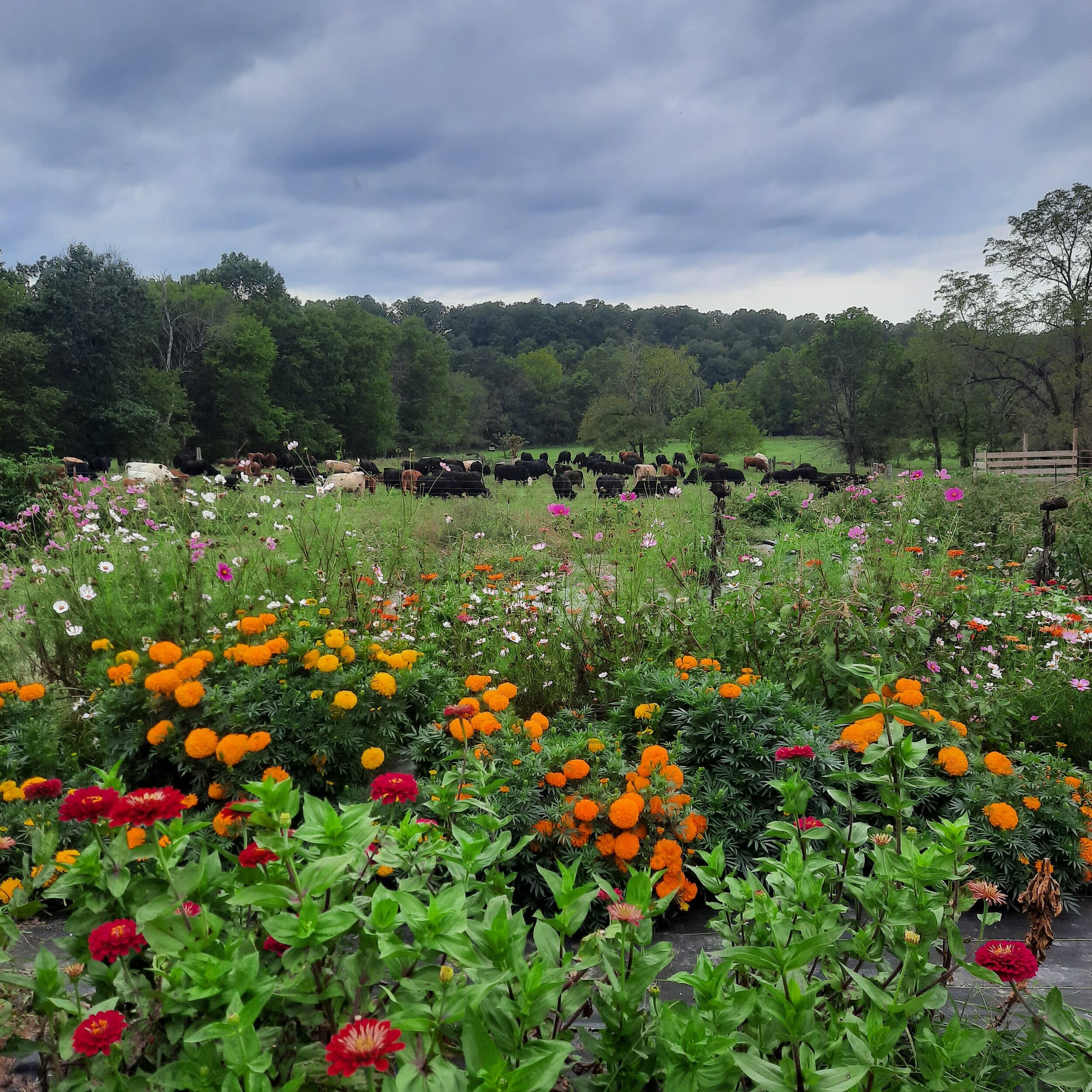 Faithful Spring Farm
