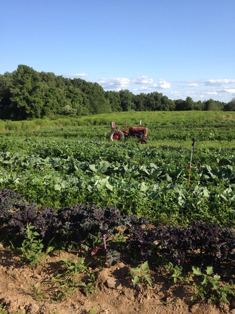 Farmer Tim's Vegetables