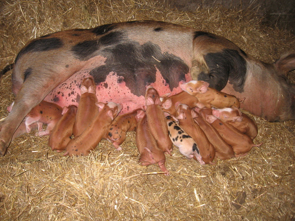 Faye Farms