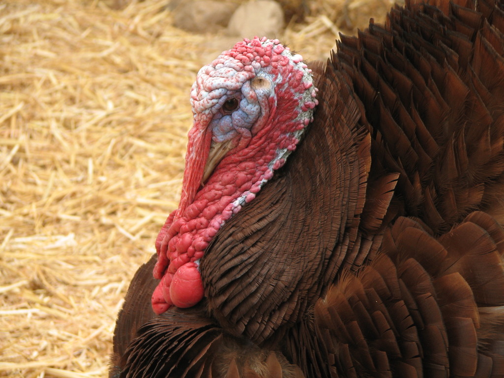 Feathered Reptiles Farm