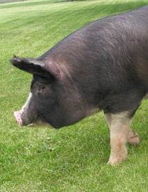 Ferguson Family Farm