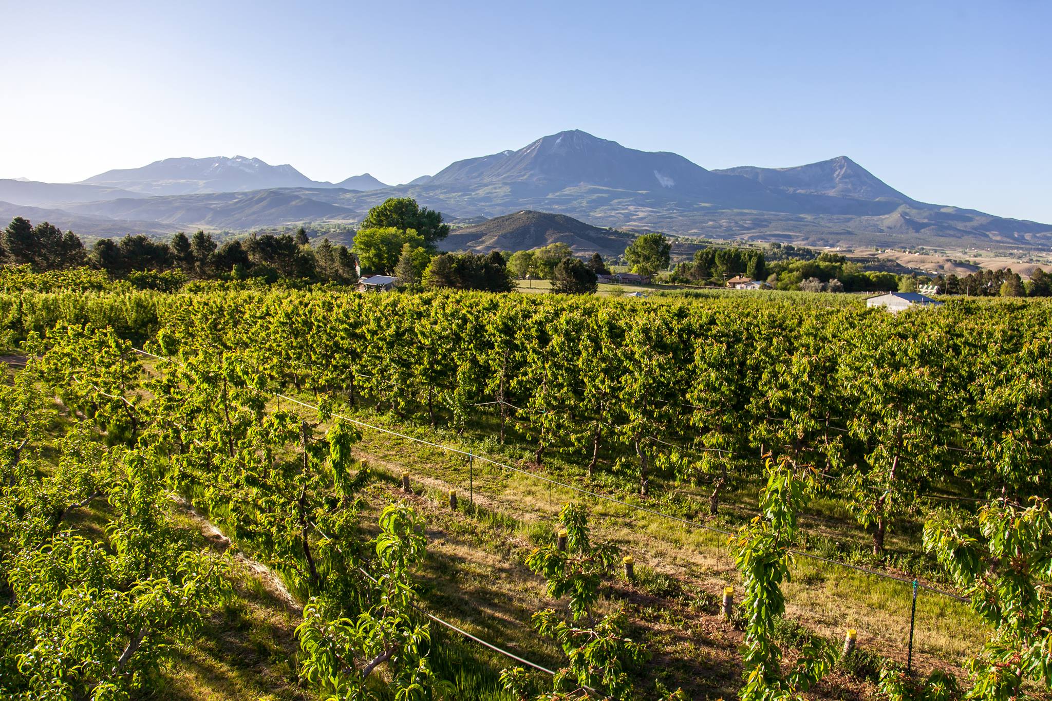 First Fruits Organic Farm