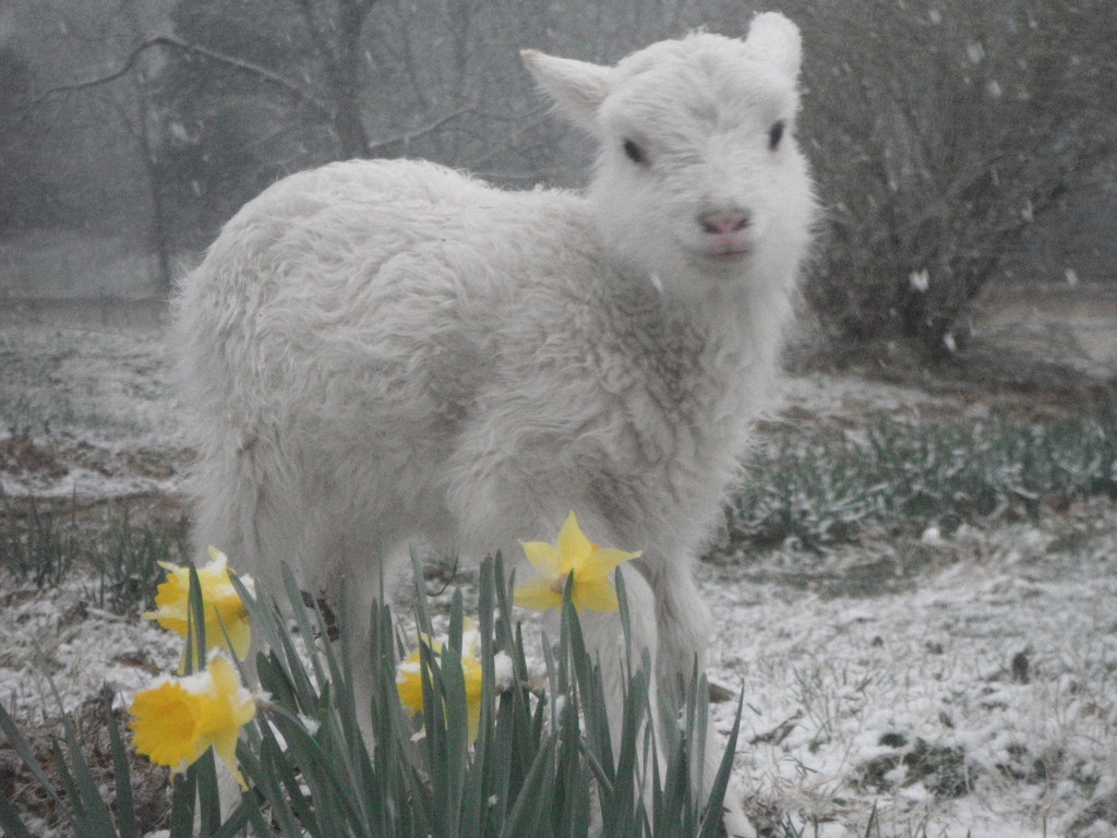 Fletcher Family Farms