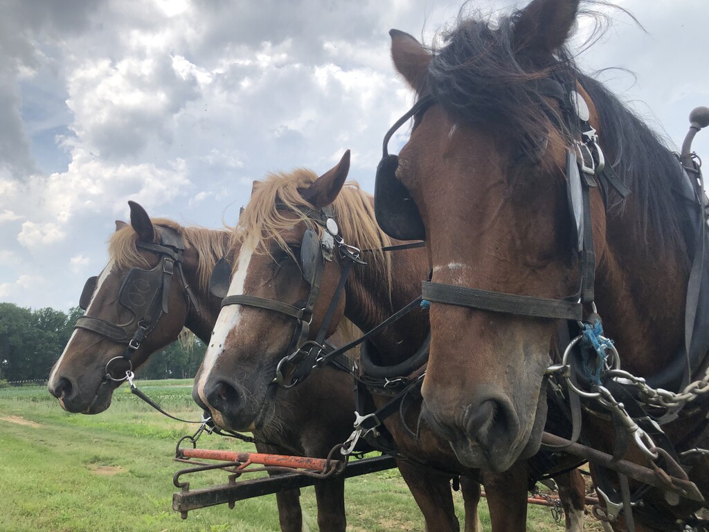 Flying Plow Farm