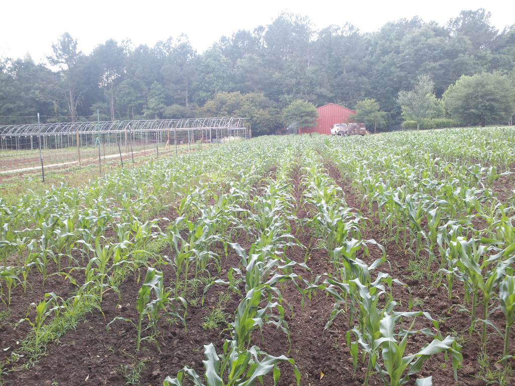Fortner farms