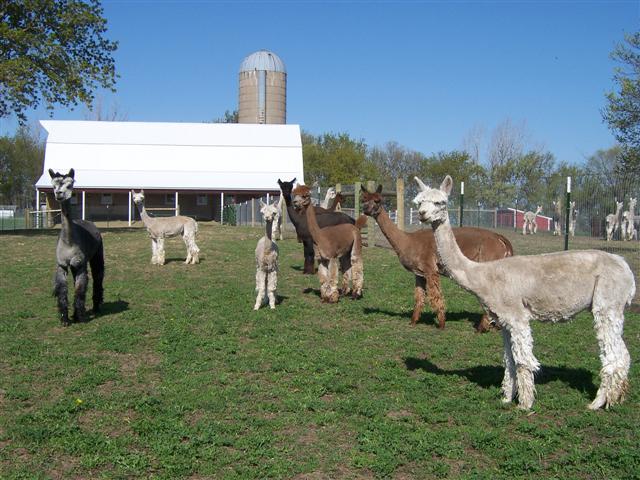 Fossum Family Farm Alpacas and The Alpaca Farm Store